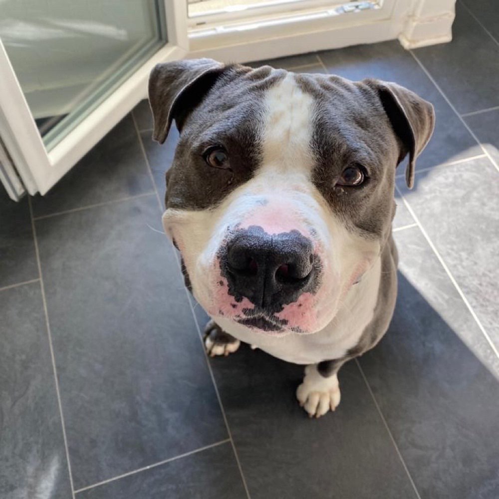 Hundetreffen-Hunde Treff WEIBCHEN/Welpen Treff-Profilbild