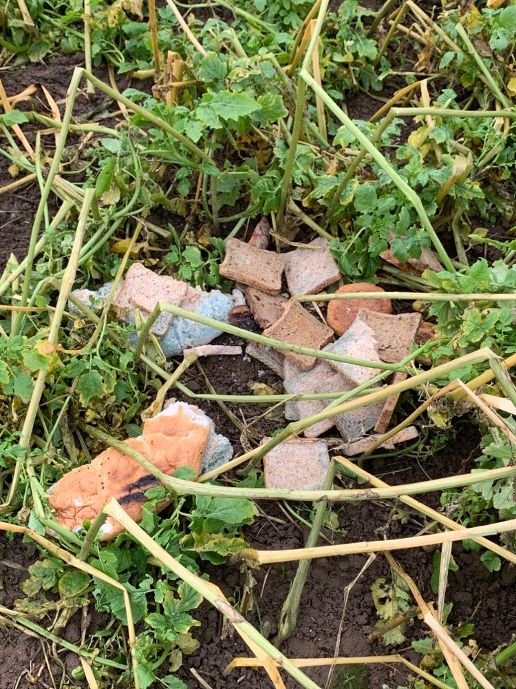 Giftköder-Vergammeltes Brot-Profilbild