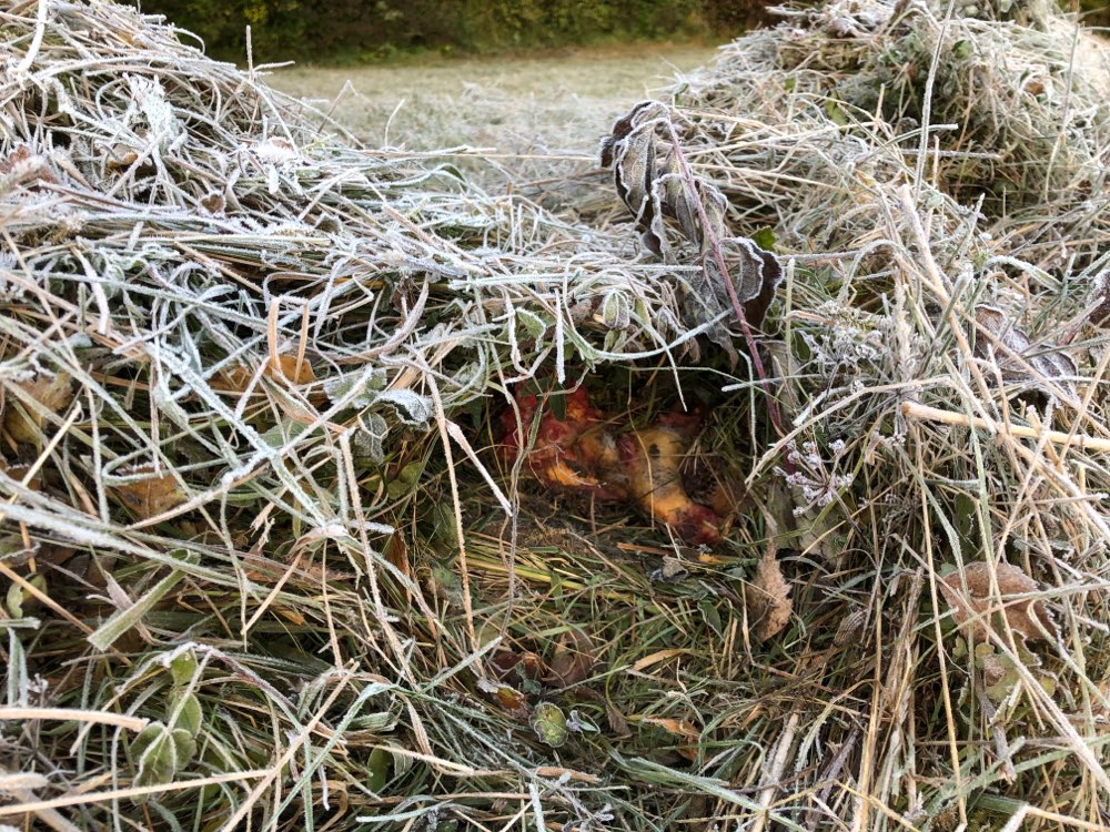 Giftköder-Seltsames Fleisch-Profilbild