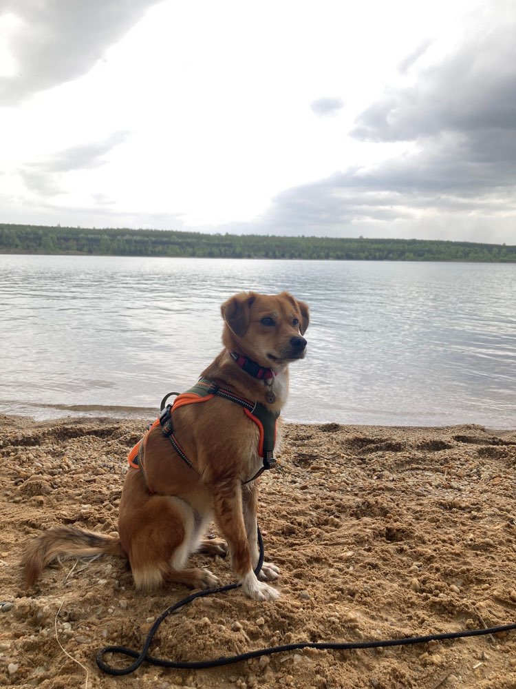 Hundetreffen-Maura sucht Spiel und Trainingspartner-Profilbild