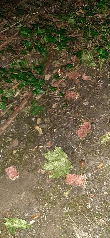 Giftköder-Brot und leberwurst !!-Profilbild