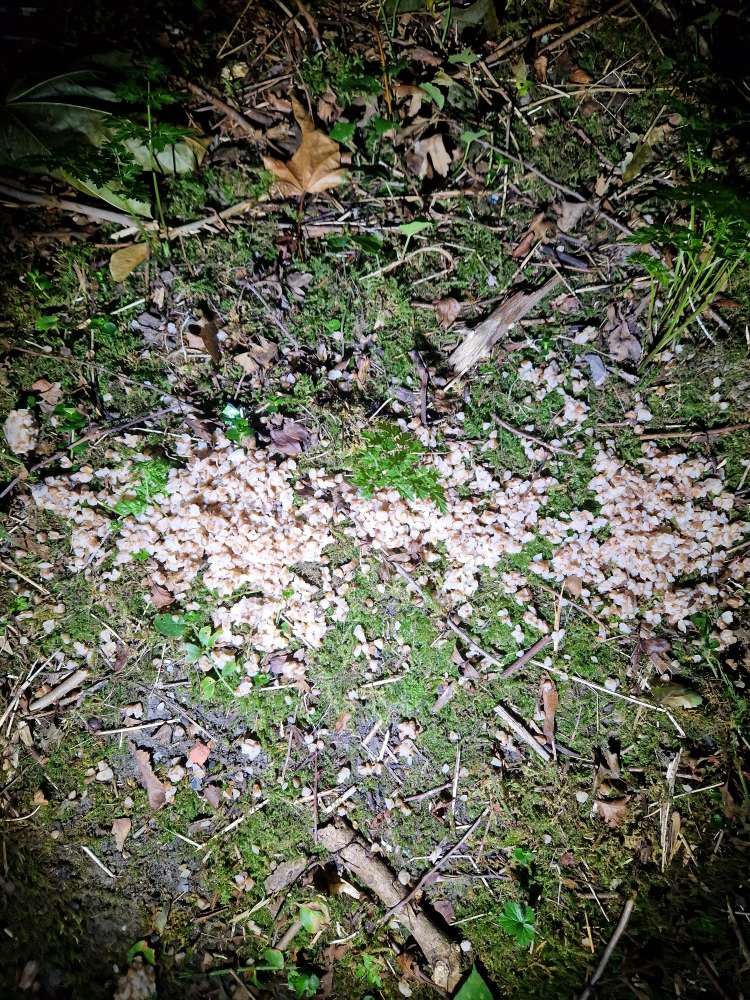 Giftköder-Essen auf dem Boden-Profilbild