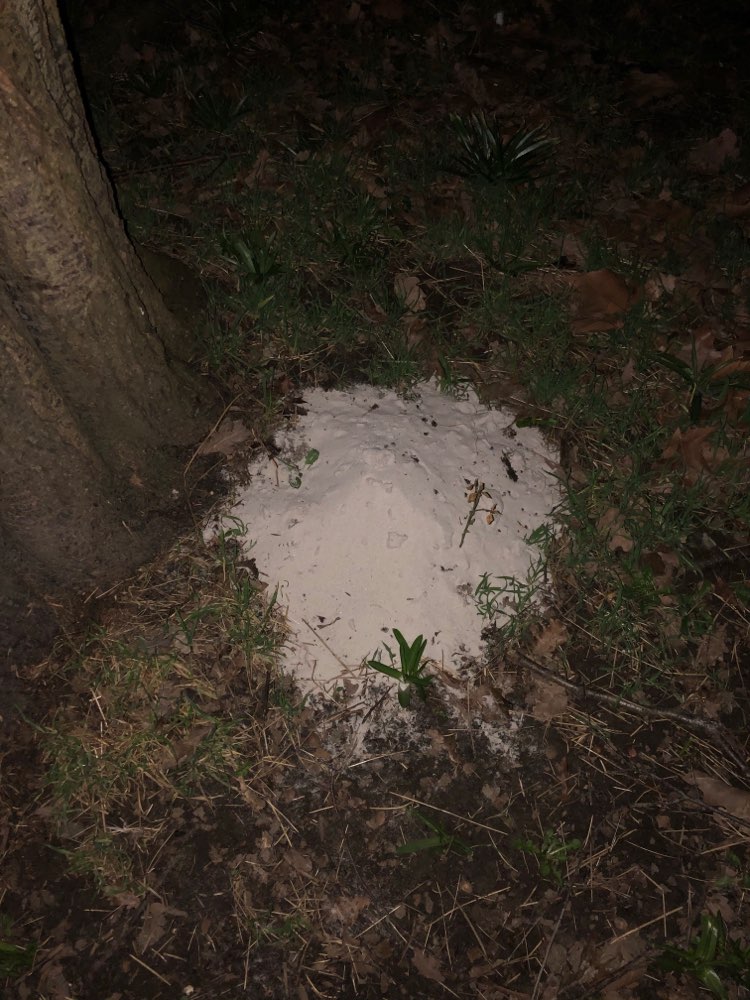 Giftköder-Komisches Pulver-Profilbild