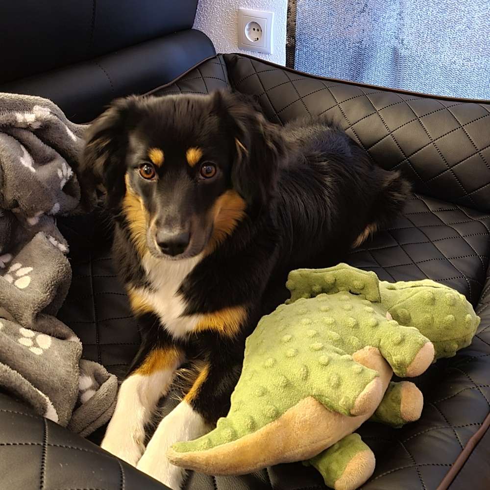 Hundetreffen-Spaß und Training-Profilbild