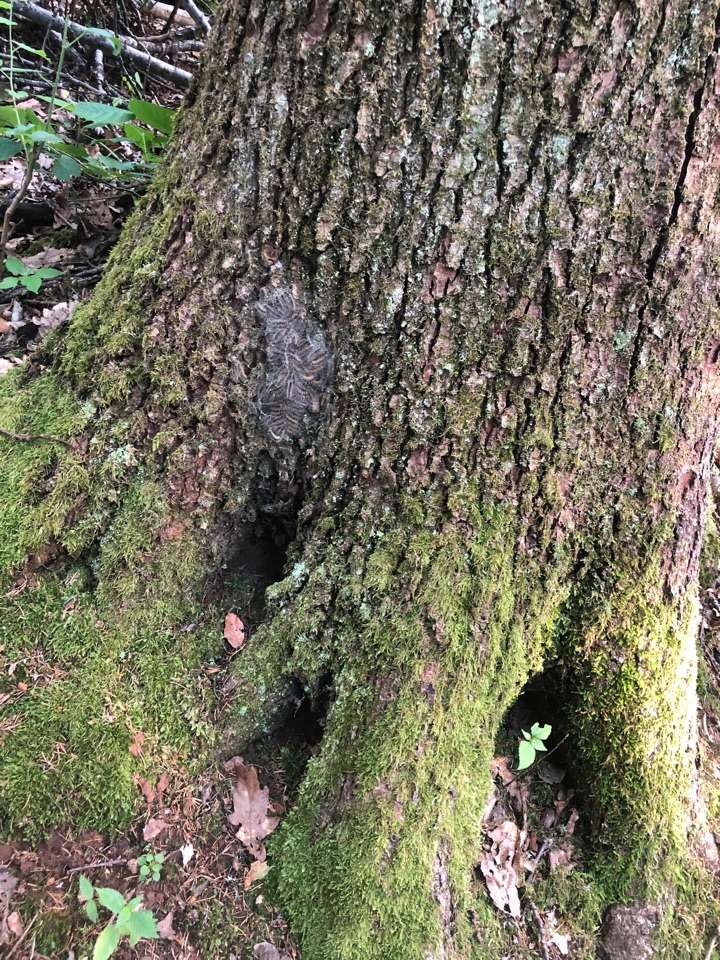 Giftköder-Eichenprozessionsspinner-Profilbild