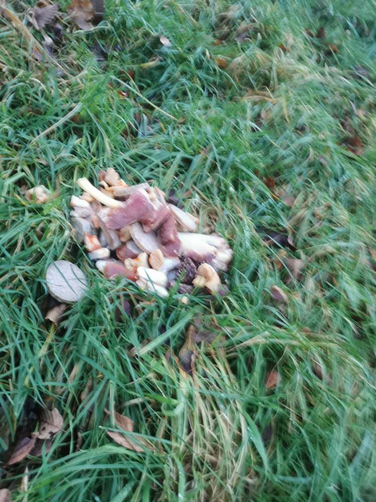 Giftköder-Fleischessensreste Am Waldrand-Profilbild