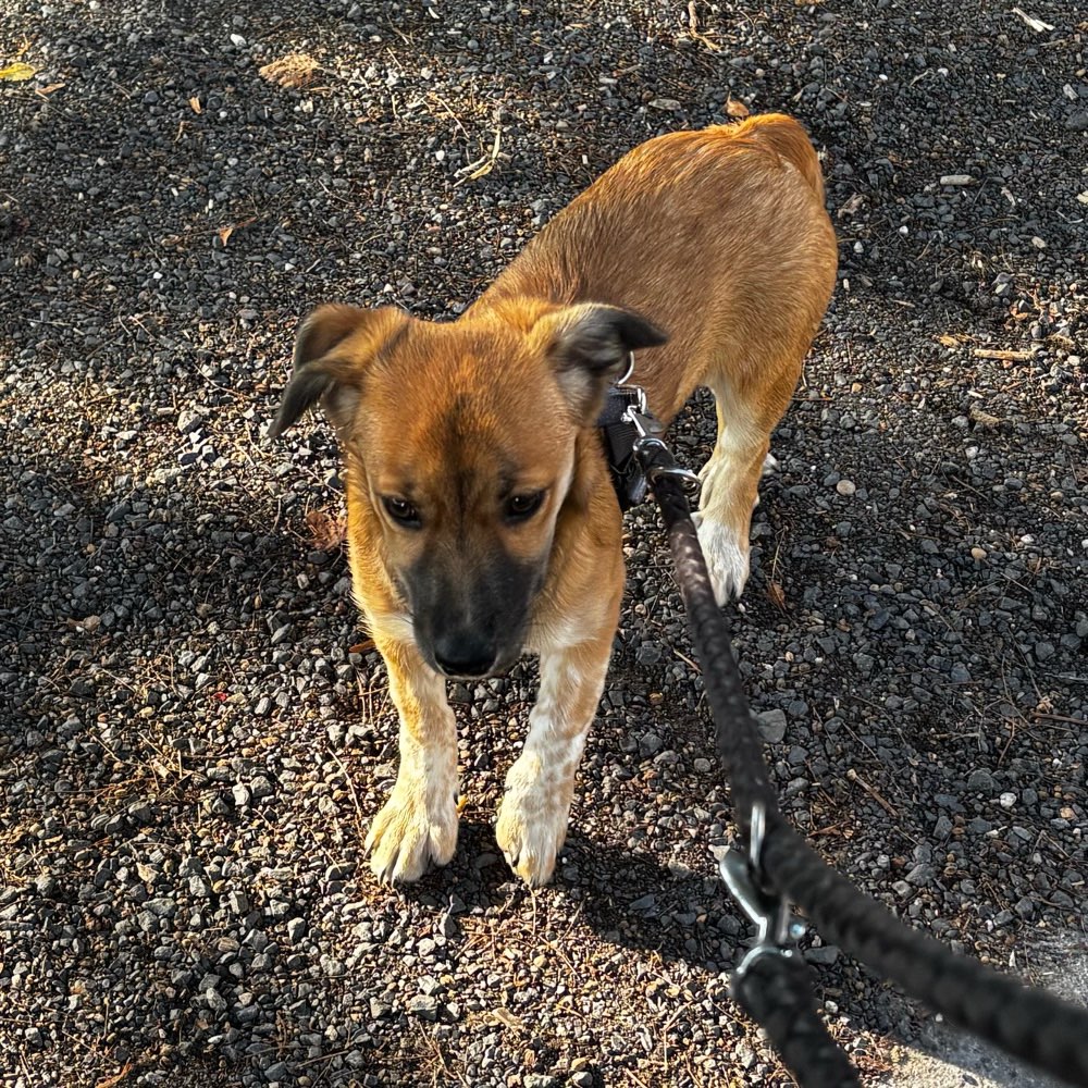 Hundetreffen-Welpentreffen Nachtigallental-Profilbild