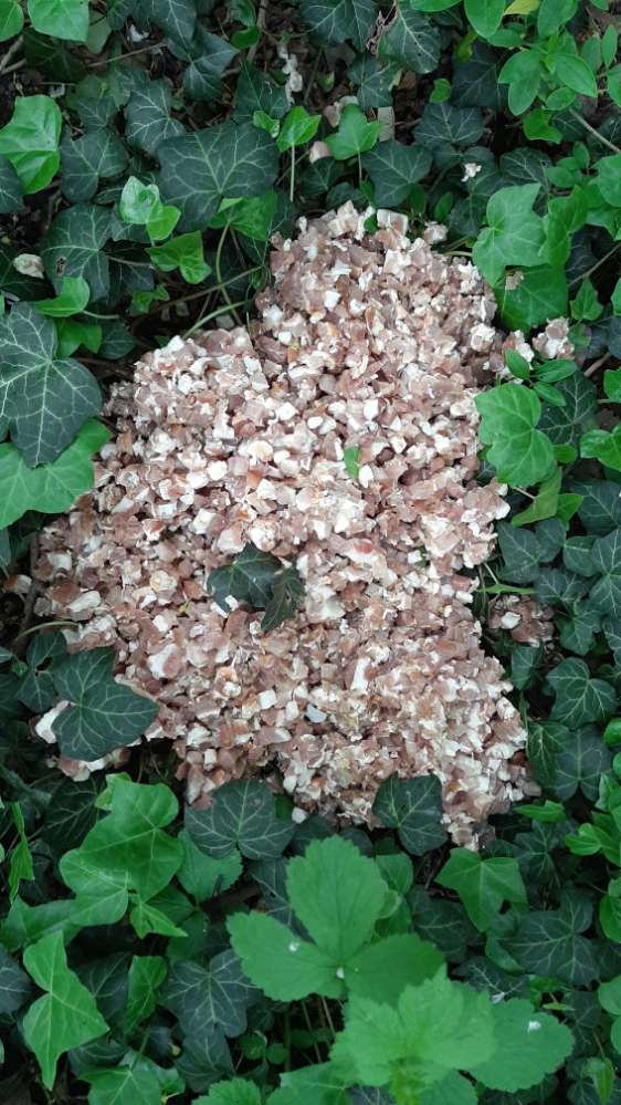 Giftköder-Speckwürfel-Profilbild