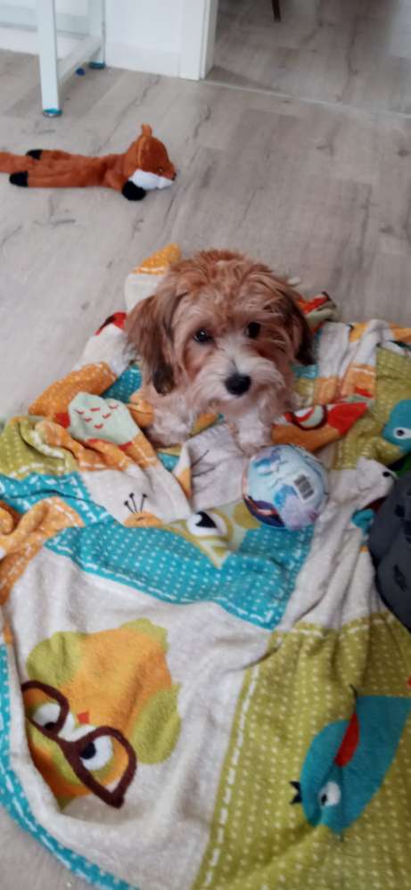 Hundetreffen-Gassi gehen und spielen-Profilbild