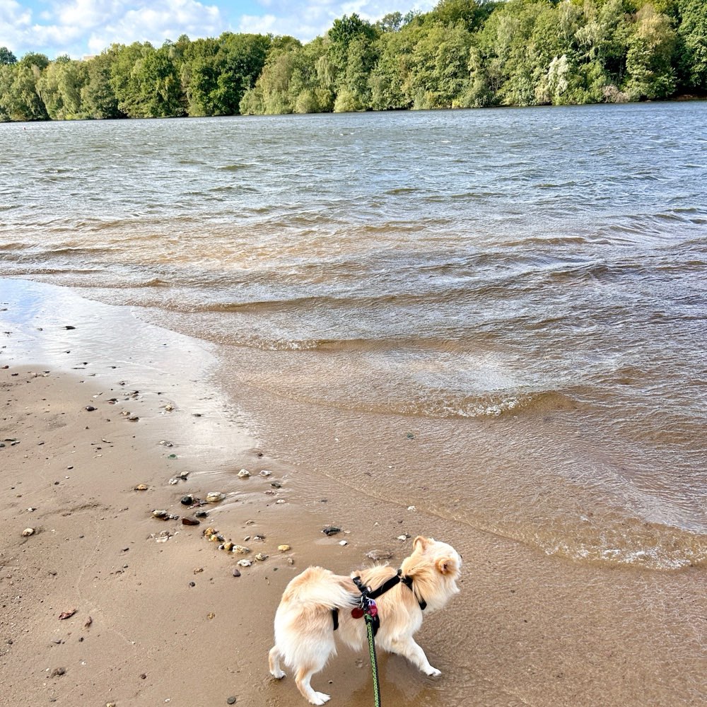 Hundetreffen-gemeinsame Gassirunden-Profilbild