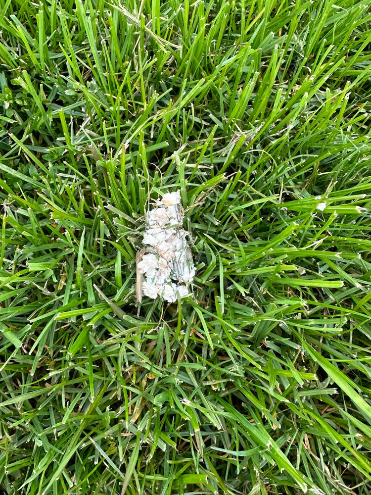 Giftköder-Evtl. Giftköder in Käse-Profilbild