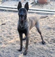 Giftköder-Aggressiver Belgischer Schäferhund-Profilbild