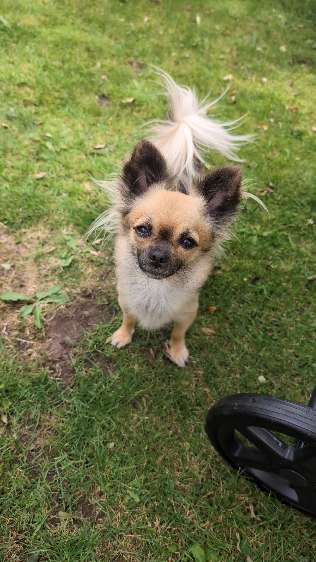 Hundetreffen-Kleine Hunde Treffen zum Spielen-Profilbild