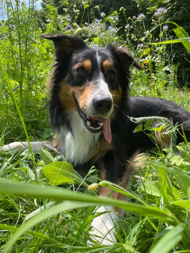 Hundetreffen-Sozialisierung-Profilbild