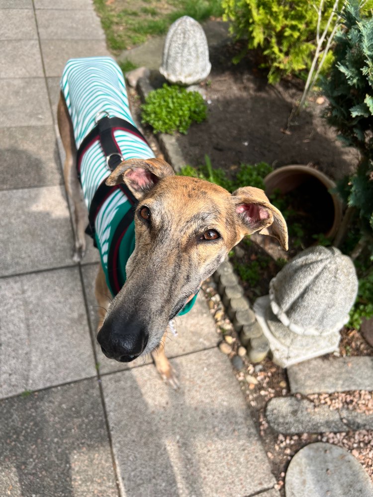 Hundetreffen-Wir suchen windige Freunde-Profilbild