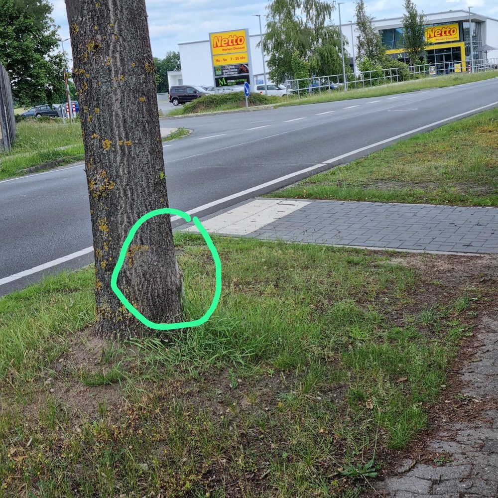 Giftköder-Eichenprozessspinner-Profilbild