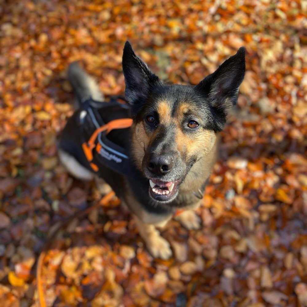 Hundetreffen-Gassitreffen/Wandern-Profilbild