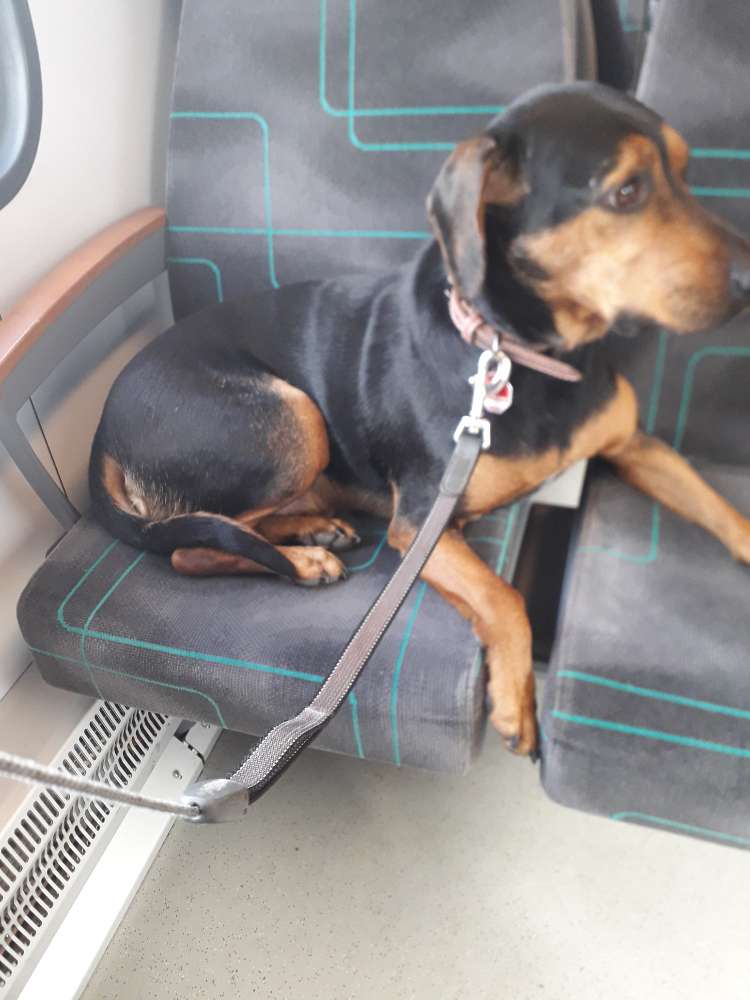 Hundetreffen-Spielen mit Doru-Profilbild