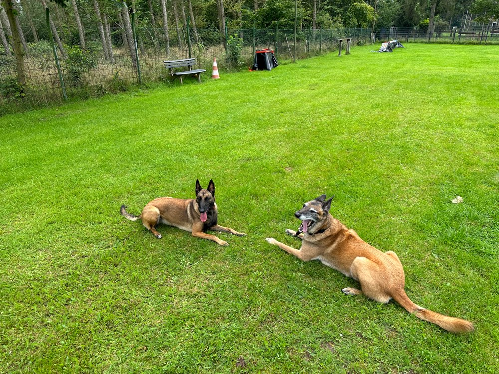 Hundetreffen-Am Jäger-Profilbild