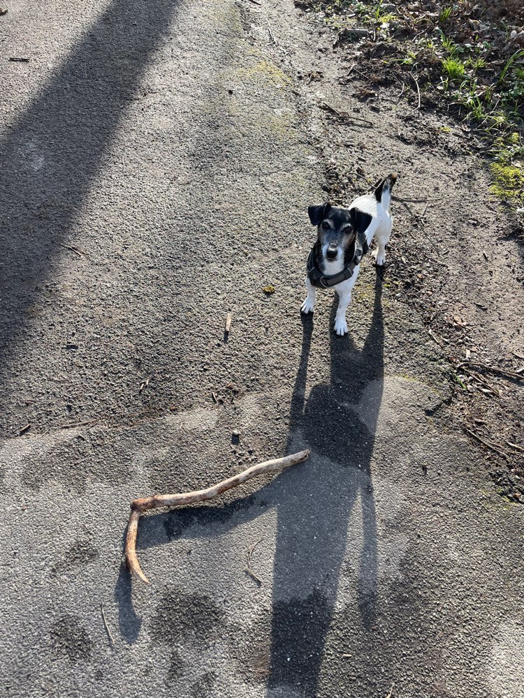 Hundetreffen-Hunderunde um die Altstadt-Profilbild