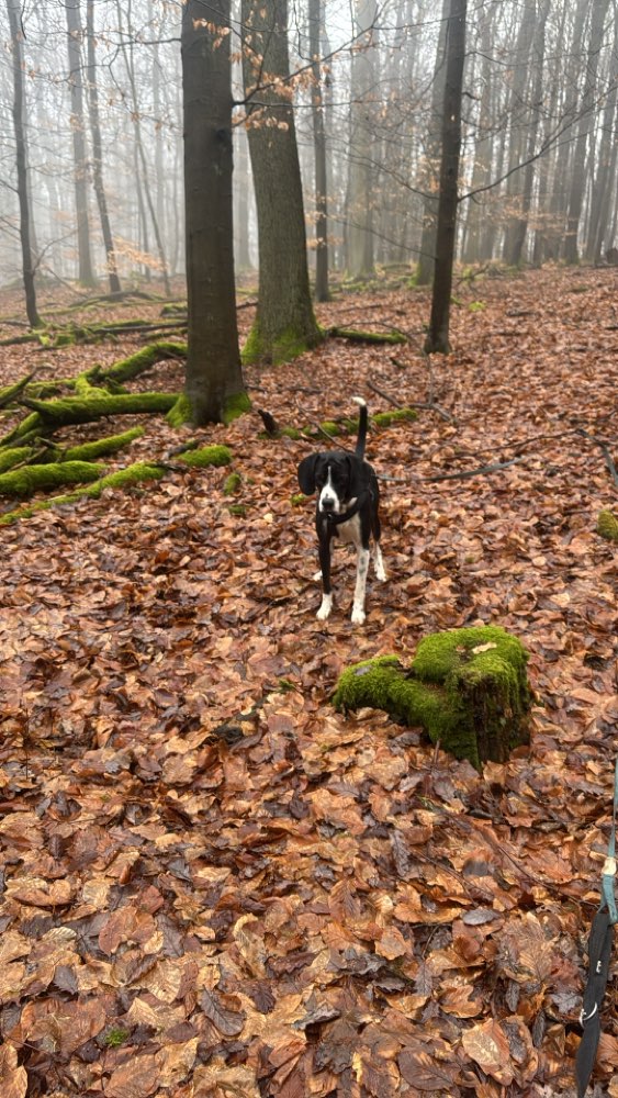 Hundetreffen-Schnüffel- und Nasenarbeit-Profilbild