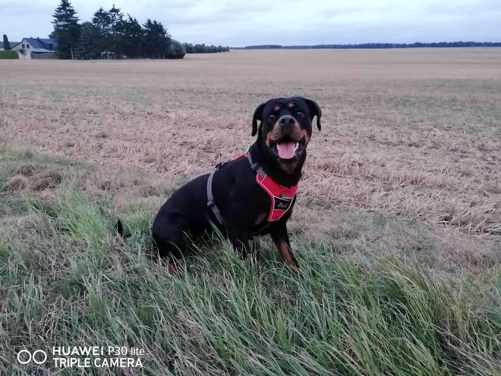 Hundetreffen-Spielfreunde gesucht-Profilbild