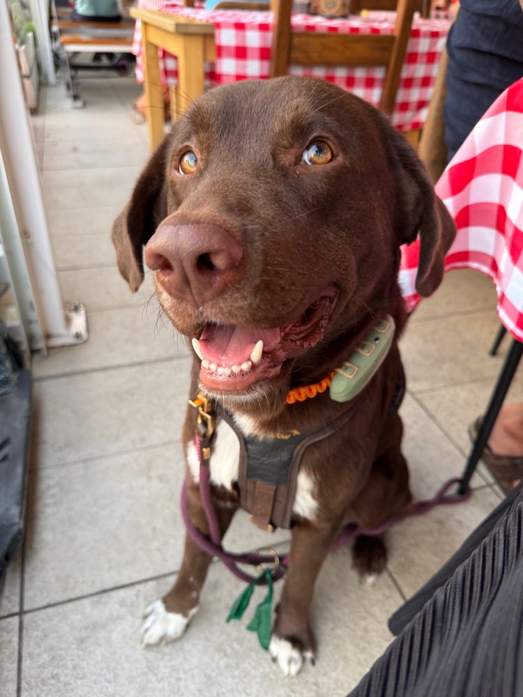 Hundetreffen-Gassi & Spielen-Profilbild