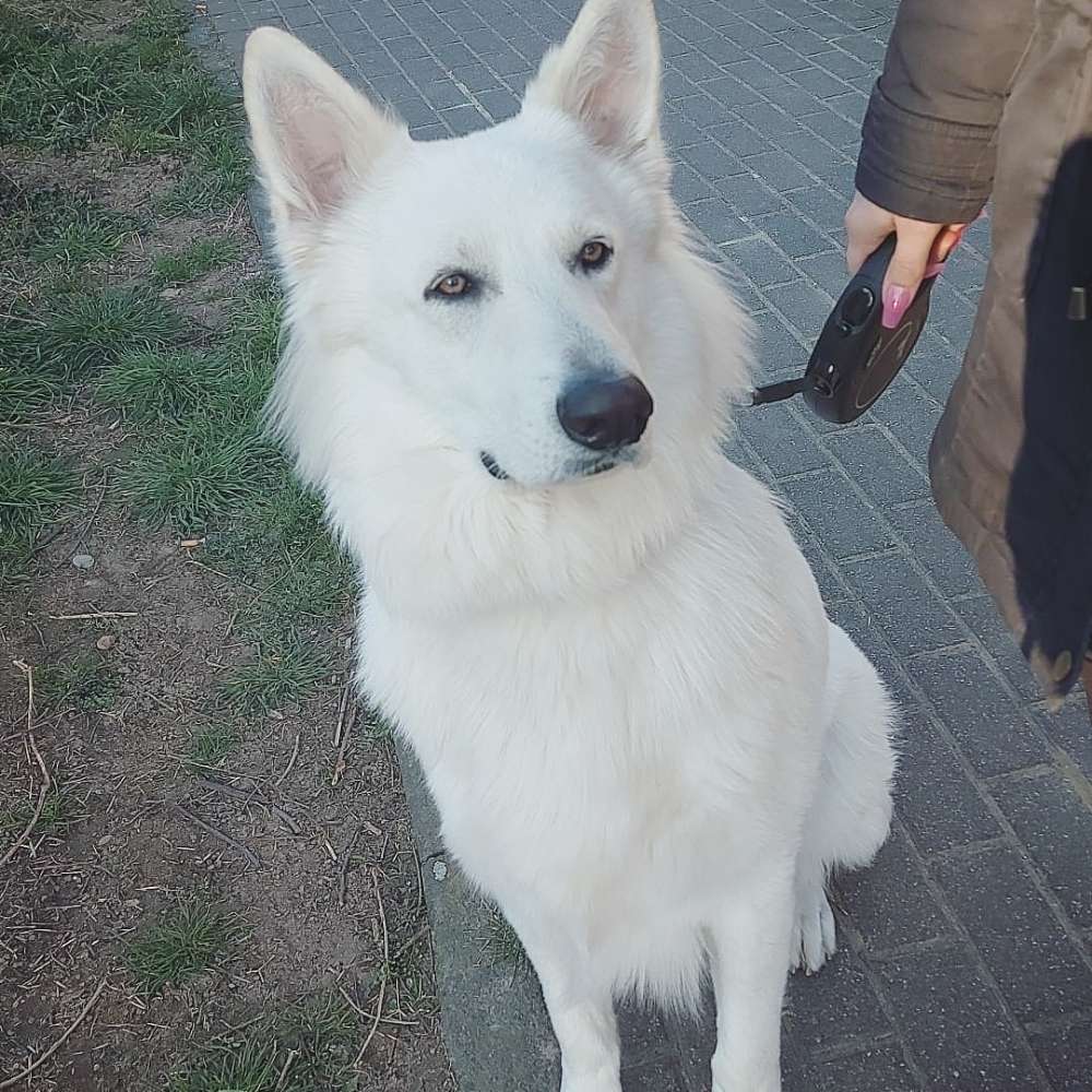 Hundetreffen-Spielrunde-Profilbild