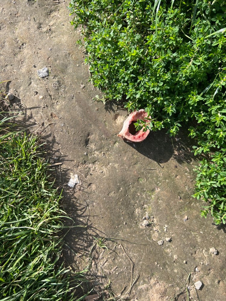 Giftköder-Markknochen?-Profilbild