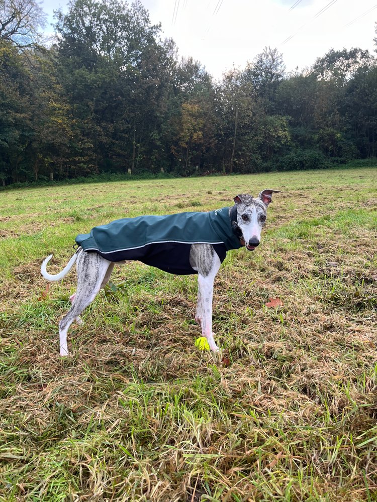 Hundetreffen-Playdate-Profilbild