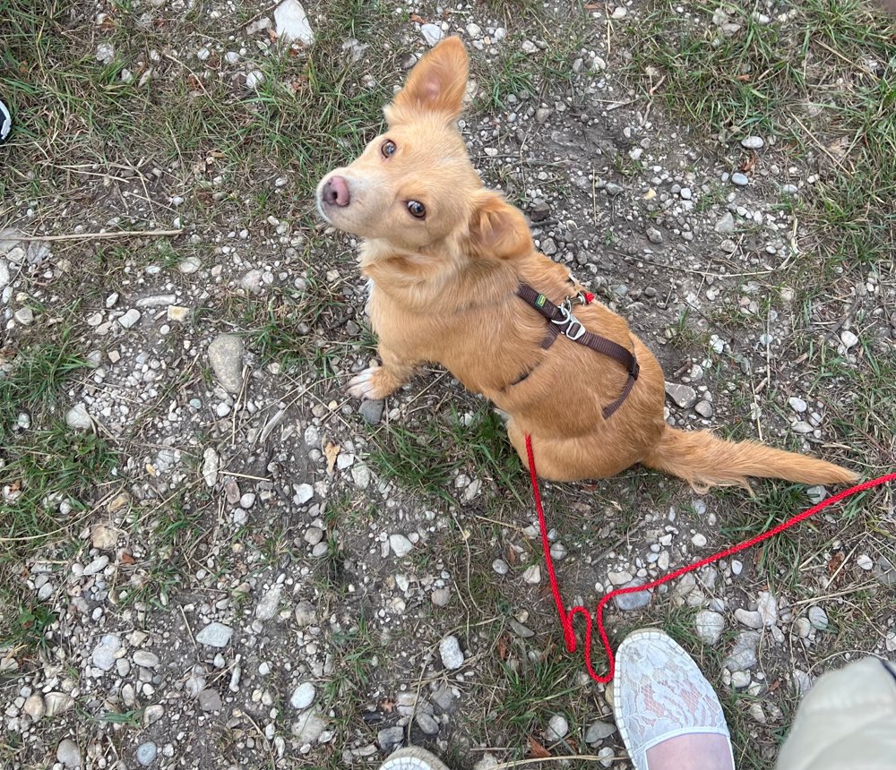 Hundetreffen-Kleine Gassirunden zum Kennenlernen-Profilbild