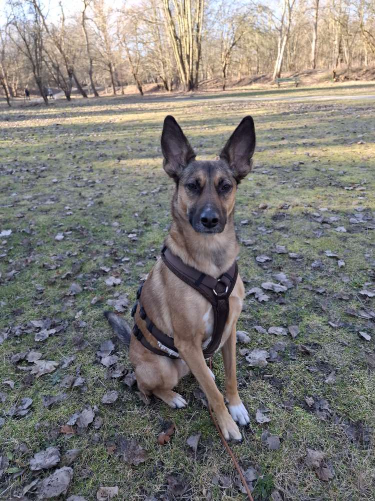 Hundetreffen-Spatziergänge zb. Mühlbachtal-Profilbild
