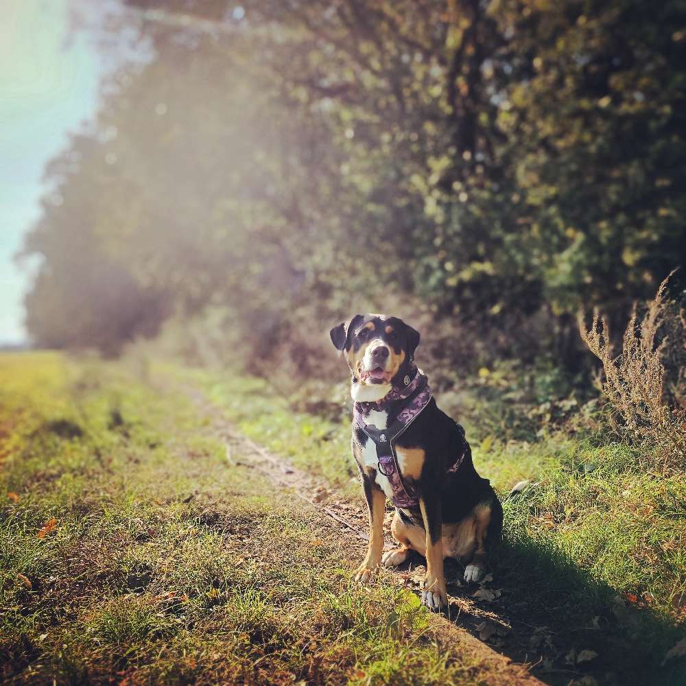 Hundetreffen-Treffen in und um Lutherstadt Wittenberg-Profilbild