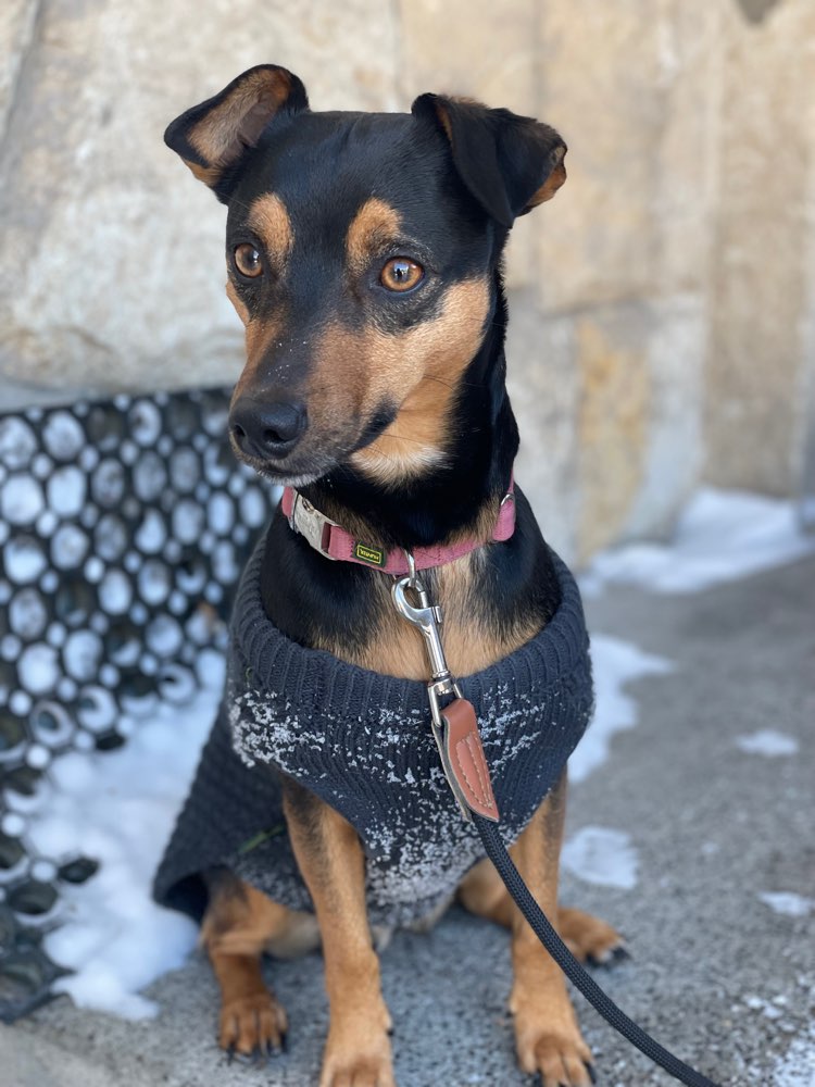 Hundetreffen-Hundebegegnungen üben-Profilbild