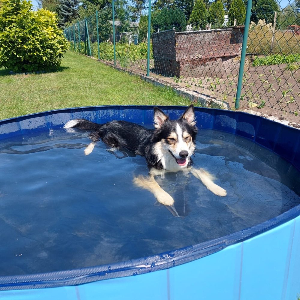 Hundetreffen-Gassi- und Toberunde-Profilbild