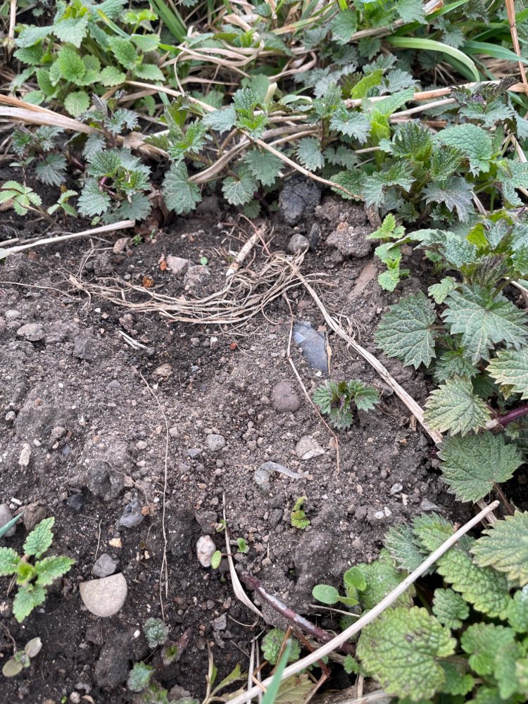Giftköder-Glasscherben in Maulwurfshügeln-Profilbild