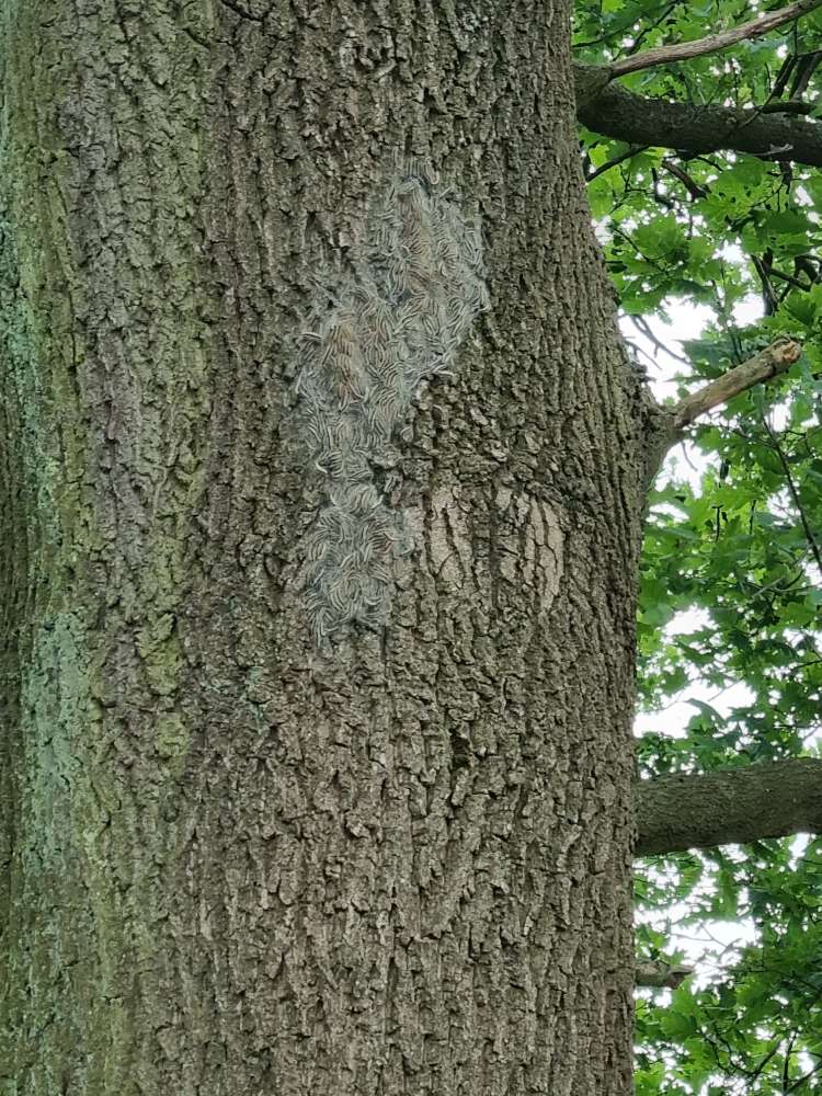 Giftköder-Eichenprozessionsspinner-Profilbild