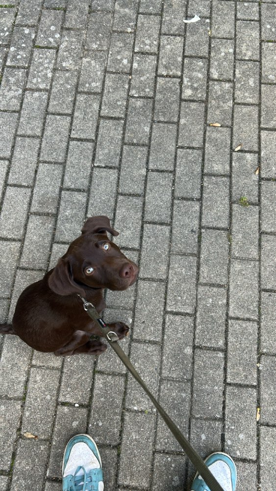 Hundetreffen-Gassifreunde/ Hundekumpel-Profilbild
