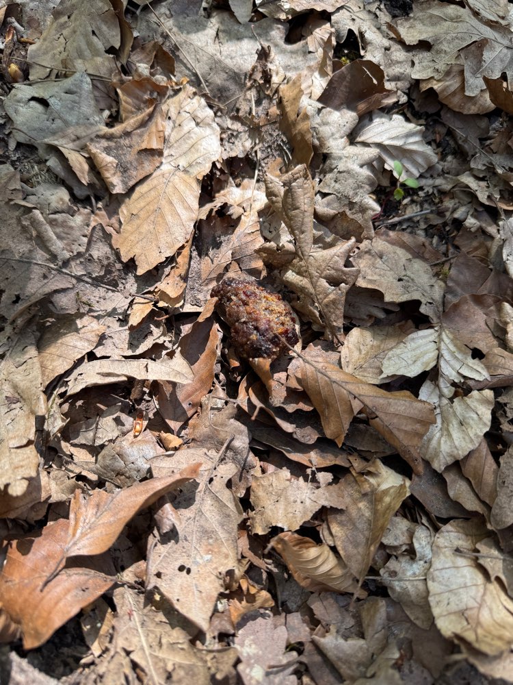 Giftköder-Giftköder-Profilbild