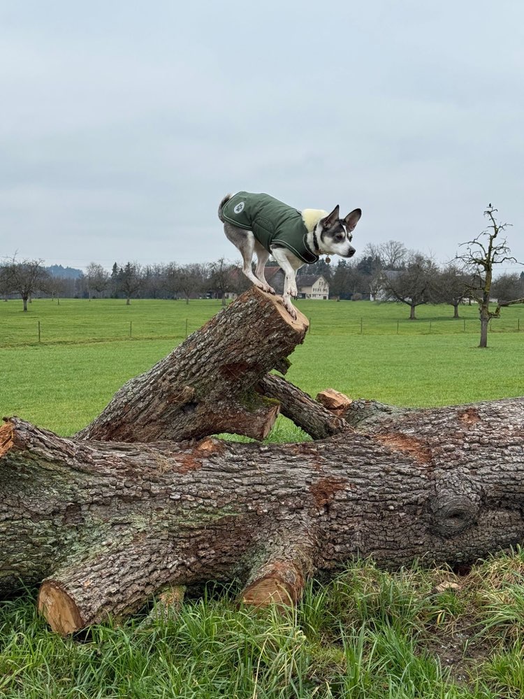 Kletterkunst von eurem Hund😃 Banner
