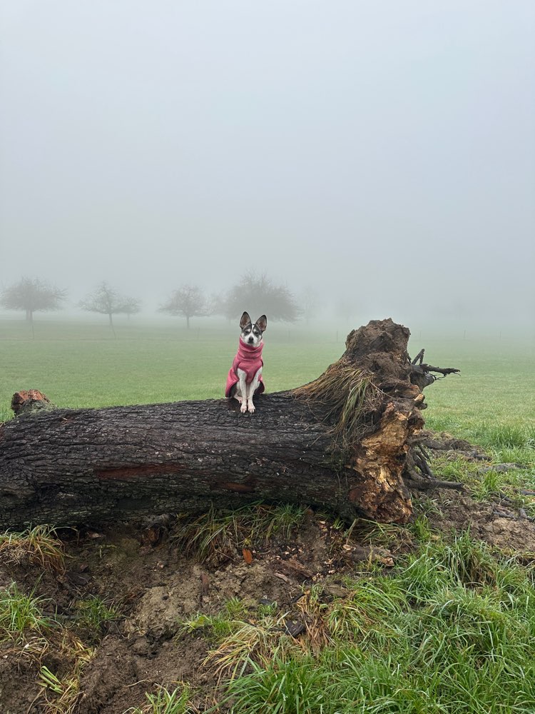 Eure Hunde im Nebel🌫️ Banner