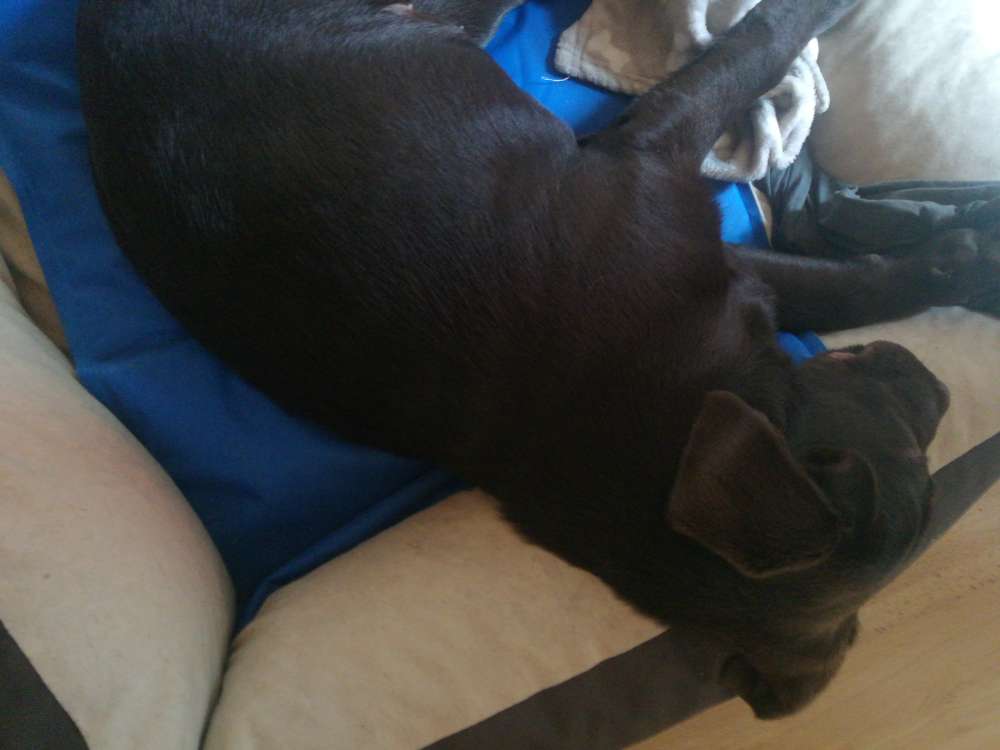 Hundetreffen-Play date for puppies in my back yard.-Profilbild