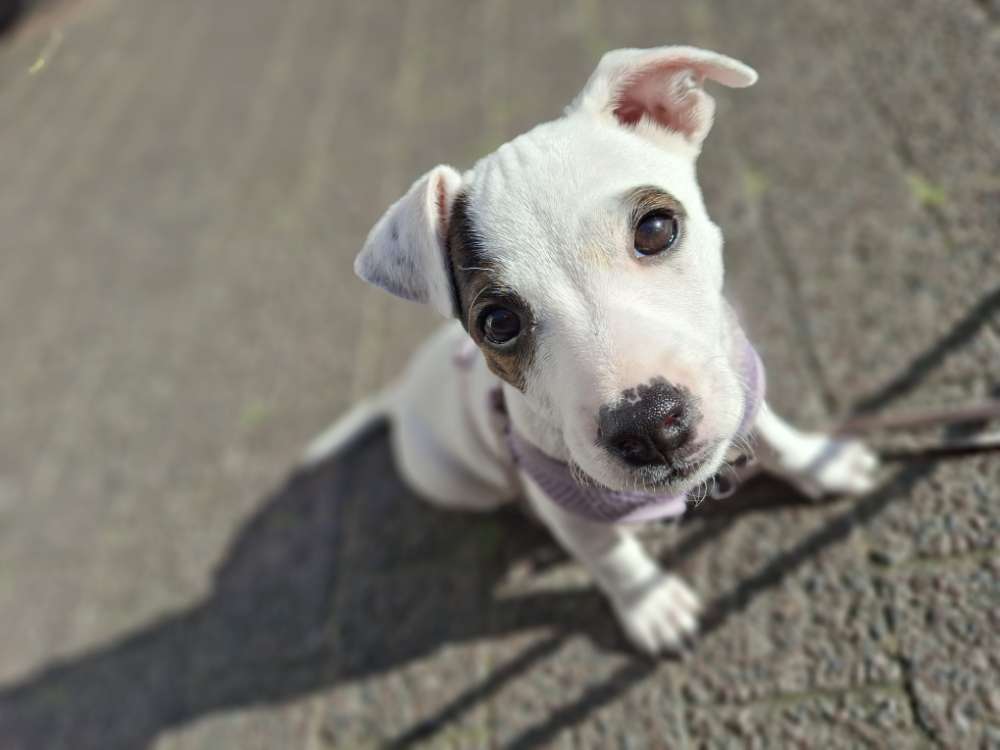 Hundetreffen-Welpentreffen-Profilbild
