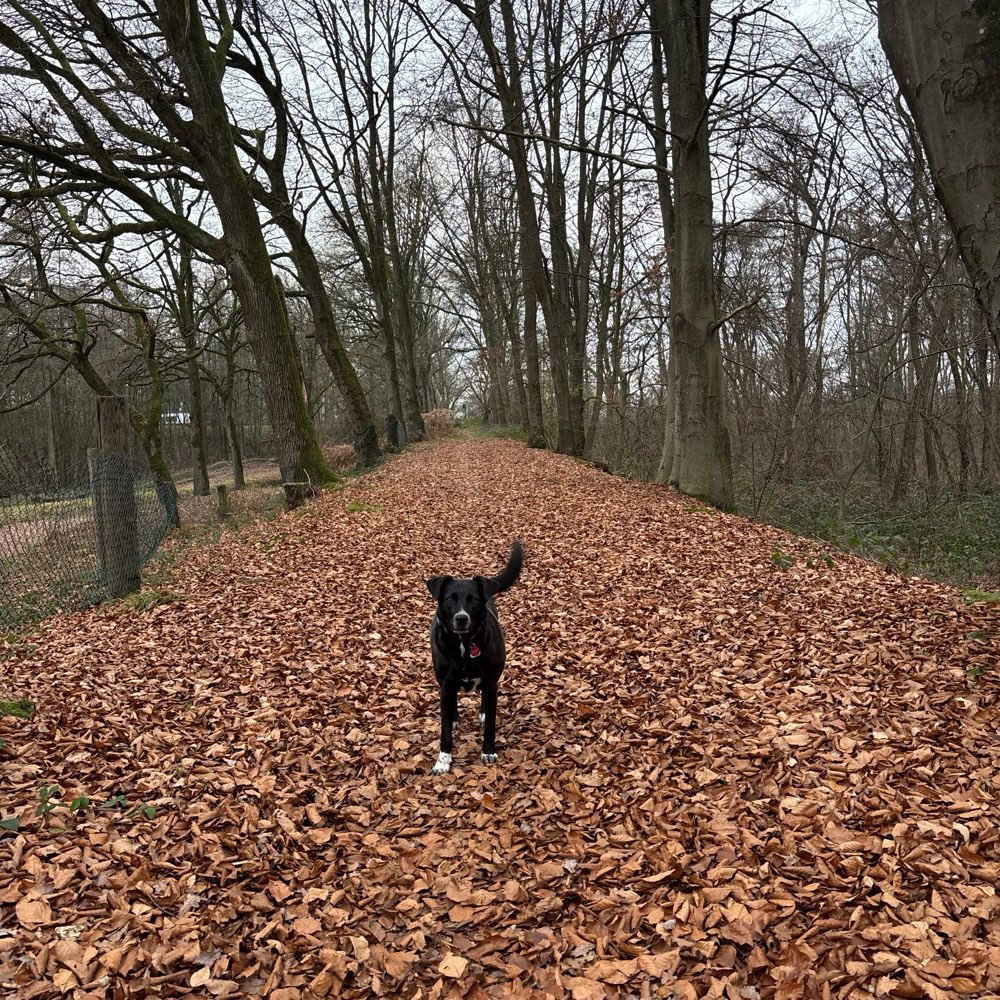 Hundetreffen-Zwangloser Spaziergang-Profilbild