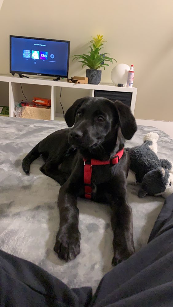 Hundetreffen-Welpen & Spiele treffen NRW-Profilbild