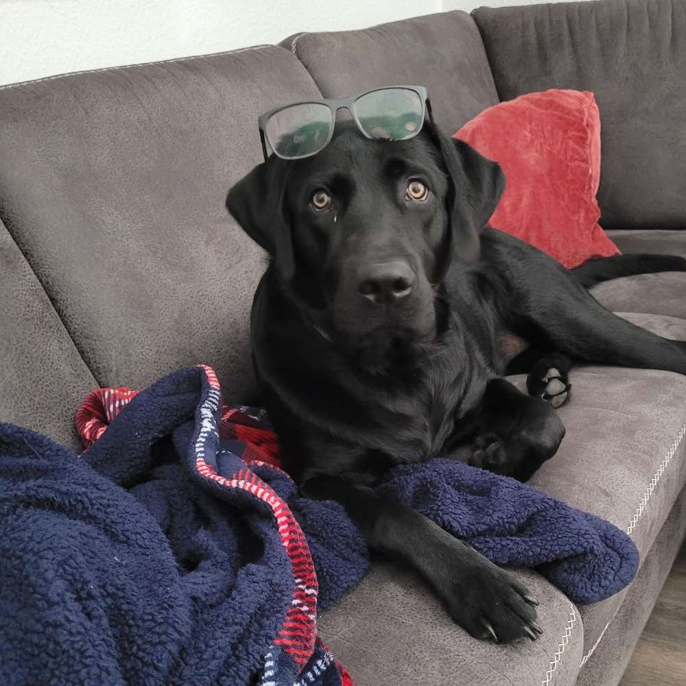 Hundetreffen-Spielkameraden gesucht-Profilbild