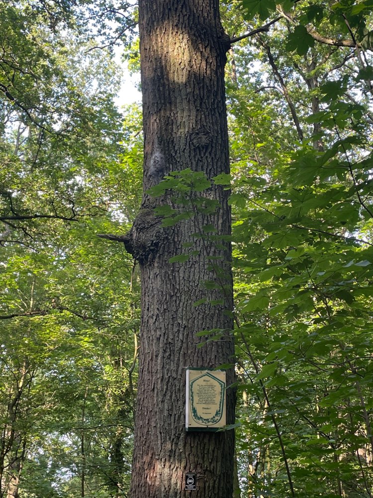 Giftköder-Eichenprozessionsspinner-Profilbild