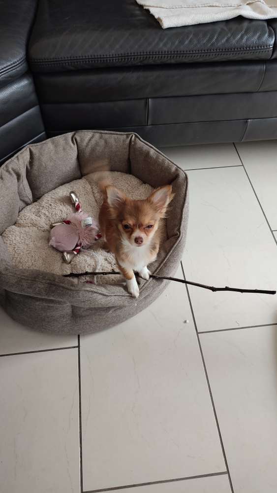 Hundetreffen-Welpen oder kleine Hundetreff Steele-Profilbild