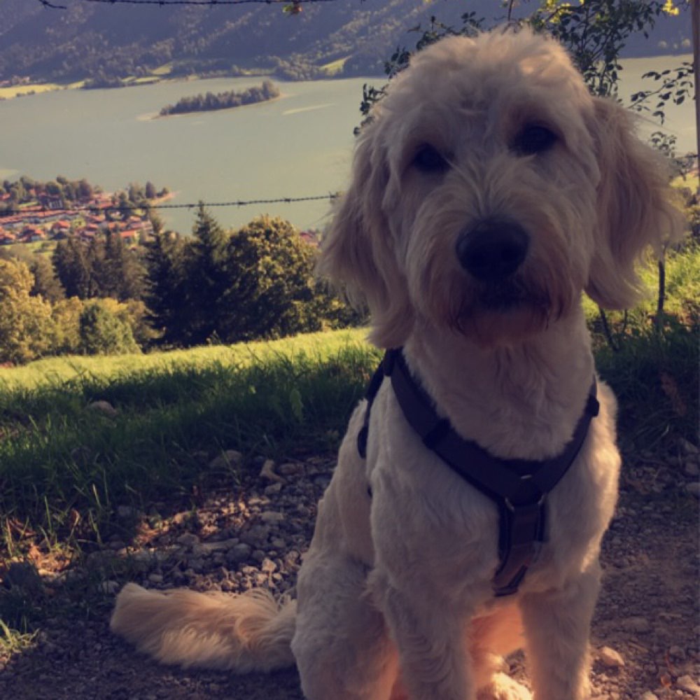 Hundetreffen-Spatzierengehen-Profilbild