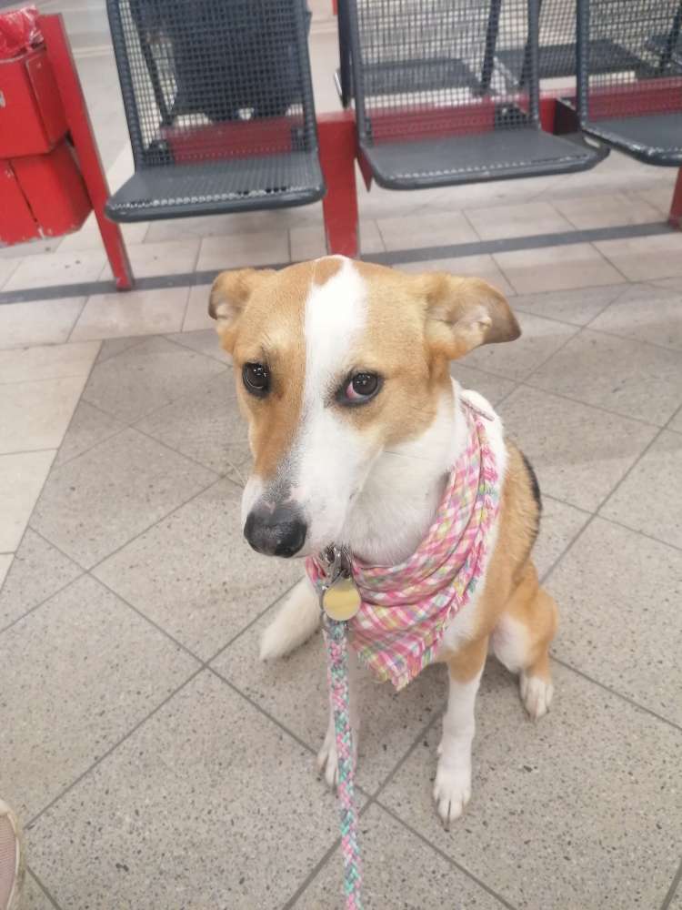 Hundetreffen-Gemeinsames Gassi gehen oder Wandern-Profilbild